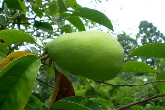 木瓜海棠果能吃吗