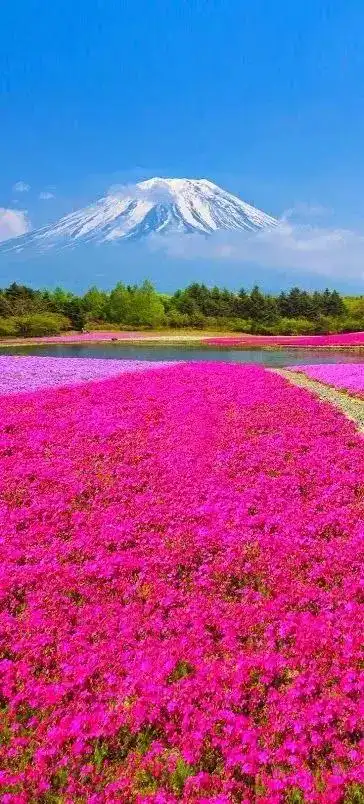 送你最美花海,赶紧打开看看!