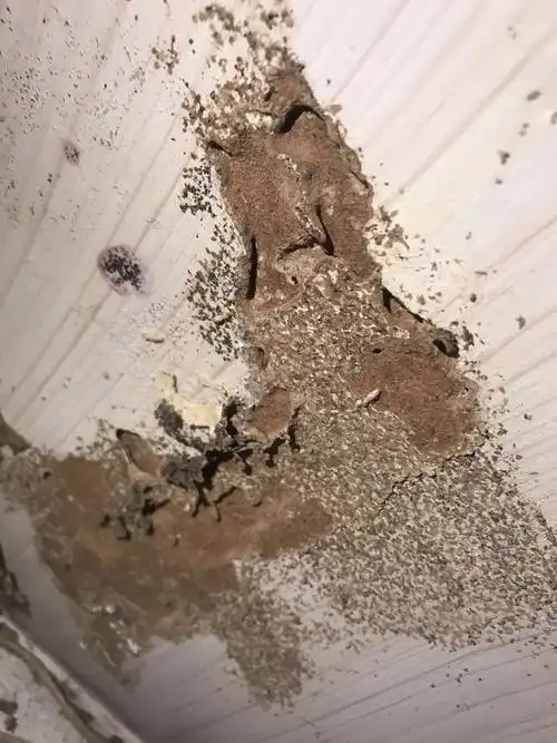 这虫子是白蚁吗?在衣柜里发现的,有很多,把衣柜木板都啃烂了.