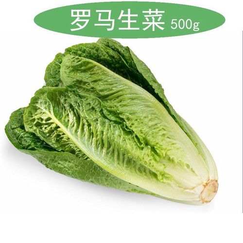 罗马生菜新鲜罗纹romaine lettuce蔬菜沙拉直立意大利即食