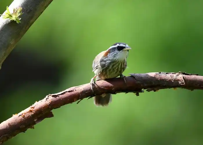 请问这是什么鸟?