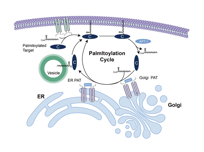 方法篇s棕榈酰化蛋白修饰质谱鉴定方法