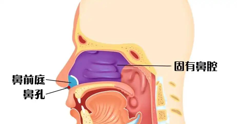 过敏性鼻炎居然能抗"羊"?我想分享点实际的_鼻腔_黏膜_蒸汽