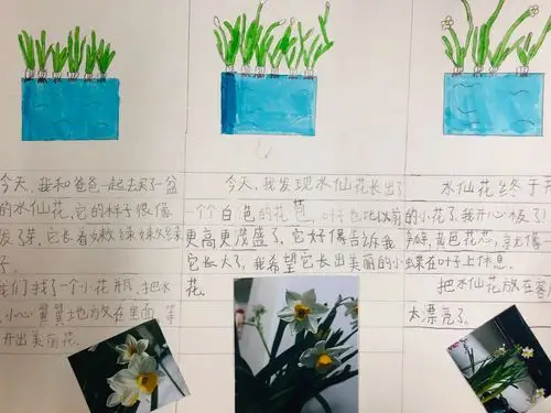 我们是漂亮的凌波仙子——今年流行水仙花!