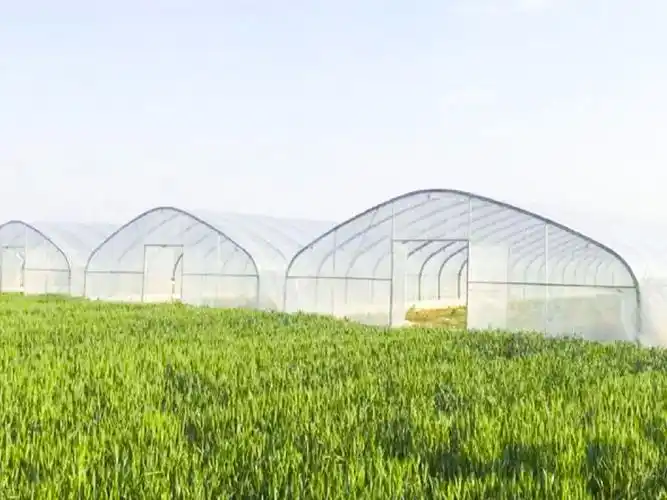 简易大棚-简易大棚-青州盛鸿温室工程有限公司_无土栽培,玻璃温室大棚