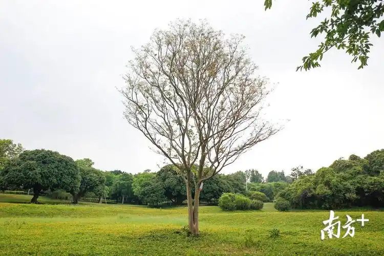 从白变黄再变绿中山这棵网红树很善变美图