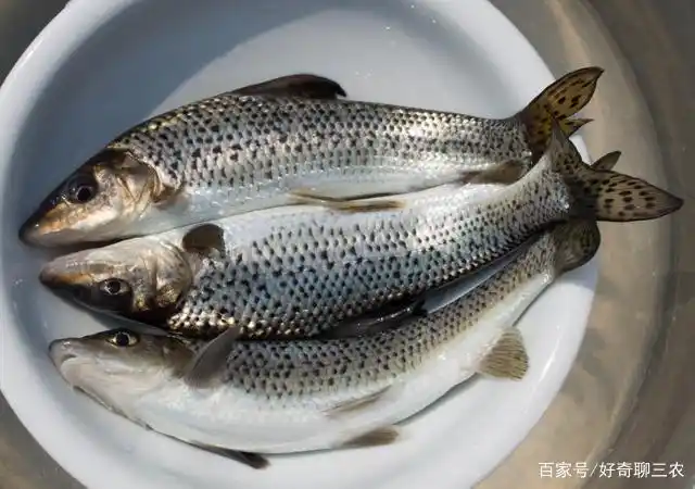 养殖花骨鱼的时候,该怎样去管理呢?消毒和育肥水质是很重要的