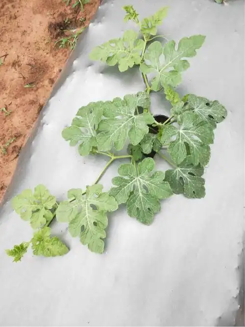 你好 请问这个西瓜叶片发黄是什么原因呢