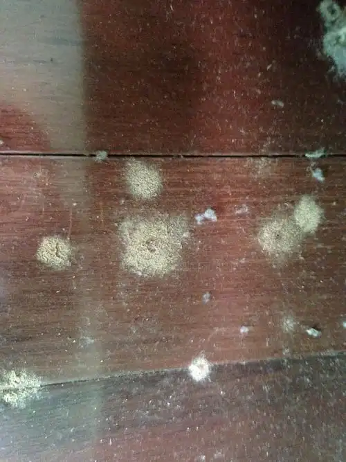 木地板生虫子怎么办,弄到身上会起包,详情如图