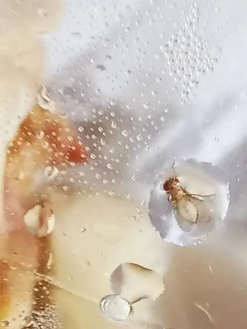 观察果蝇的生长发育过程