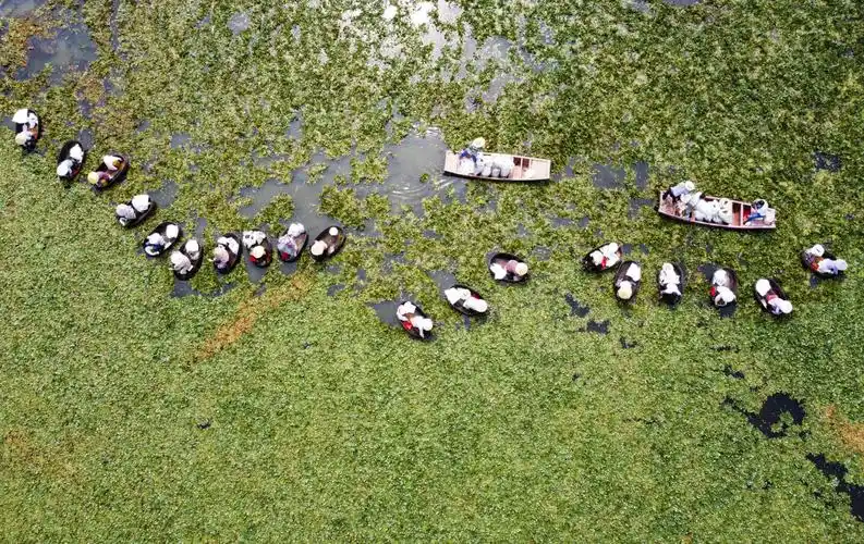 泰州:水乡菱角进入采摘盛期