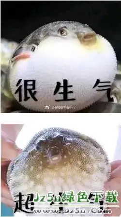 河豚生气表情包动态图无水印版