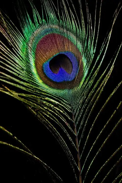 孔雀的羽毛图片,高清图片