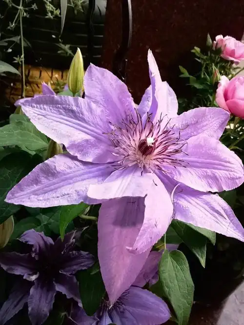 铁线莲之巴黎风情