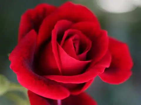 英国四朵国花 你知道黄水仙是什么吗?