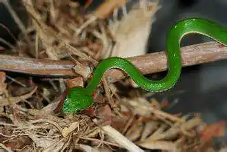 有盐友认识这种小青蛇的吗?头是三角形的,感觉有毒