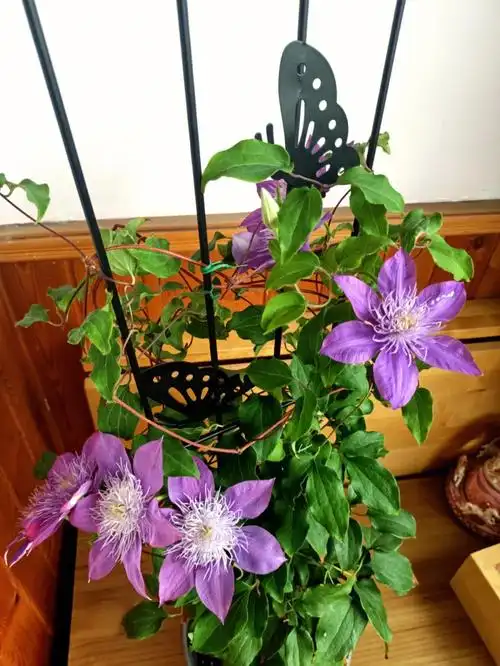 铁线莲水晶喷泉美极啦