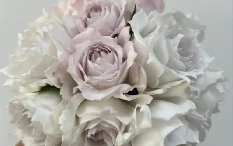 月季:清流 加百列 玫瑰时装 印象派 咖啡时间 失忆 王子 秋日胭脂