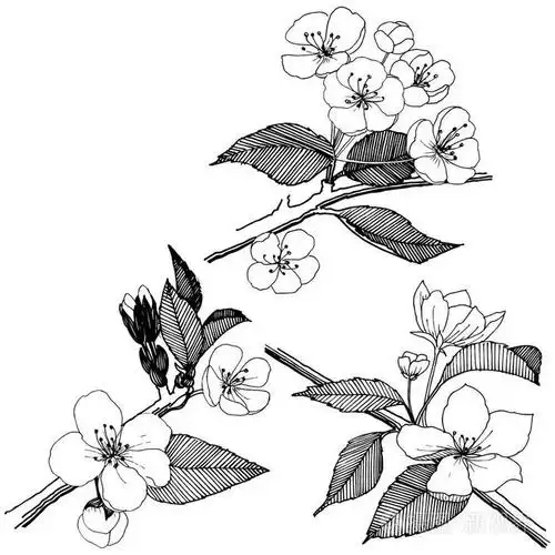 植物全名: 苹果花.背景,纹理,包装图案,框架或边框的矢量花