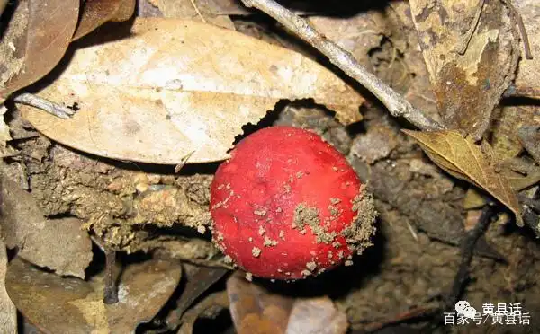 小毒红菇又被称为小棺材盖