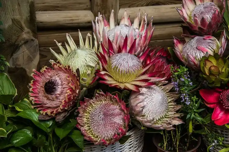 帝王花,其花朵硕大,花形奇特,瑰丽多彩,,高贵优雅,号称(花中之王)