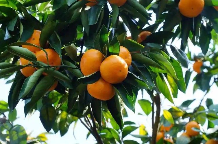 砂糖橘树应该怎么修剪?砂糖橘修剪注意事项介绍!
