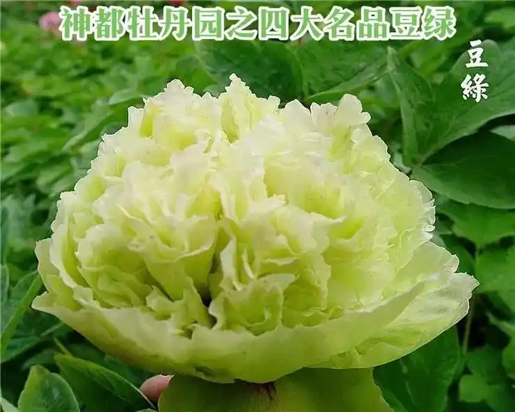 豆绿牡丹牡丹四大名品之一.在 - 抖音