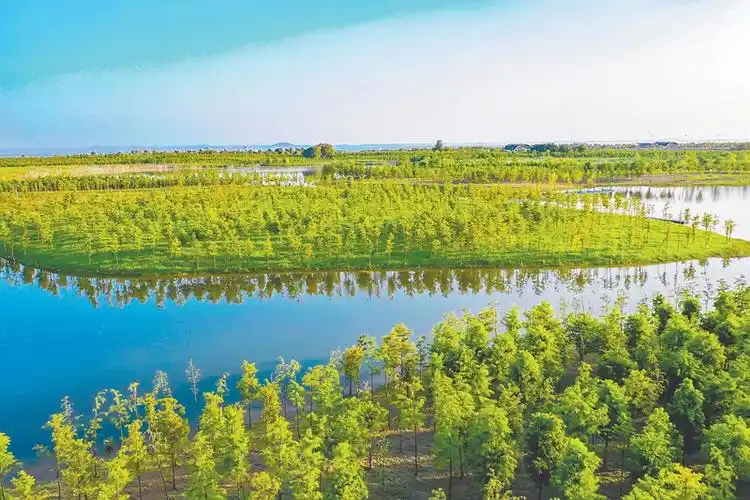 合肥滨湖湿地森林公园的红杉林.