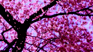 led大屏幕视频素材婚礼婚庆浪漫唯美花瓣舞台晚会动态背景