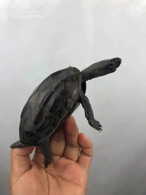 顶墨龟纯种全黑乌龟苗中华草龟活体网红小乌龟活物稀有陆地宠物龟 3-5