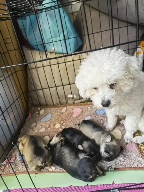 比熊霸占雪纳瑞的孩子是为什么