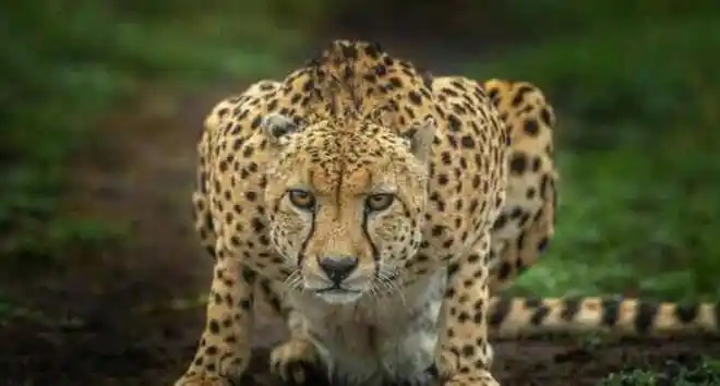 7大猫科动物实力排行榜:除狮虎豹之外,就属它们最厉害|鬣狗|花豹|猎豹