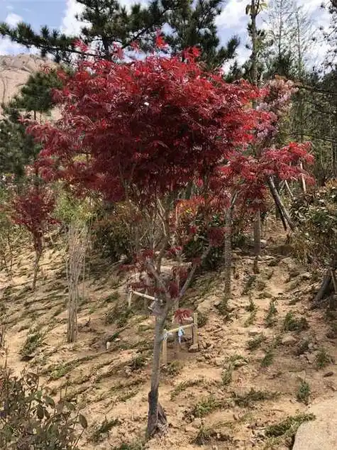 红枫施肥时间和方法 红枫树种植方法和注意事项_种植技术