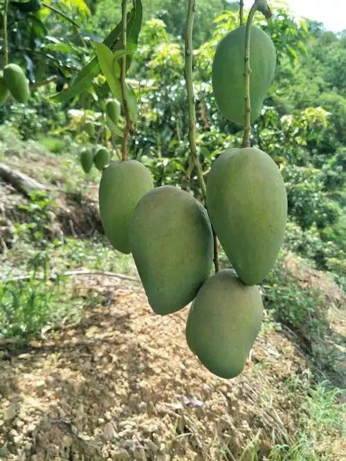 [台农芒批发] 台农芒果价格4.5元/斤 - 惠农网