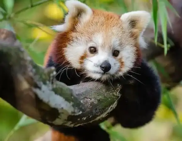 世界十大最可爱动物 小猫占据第一名!