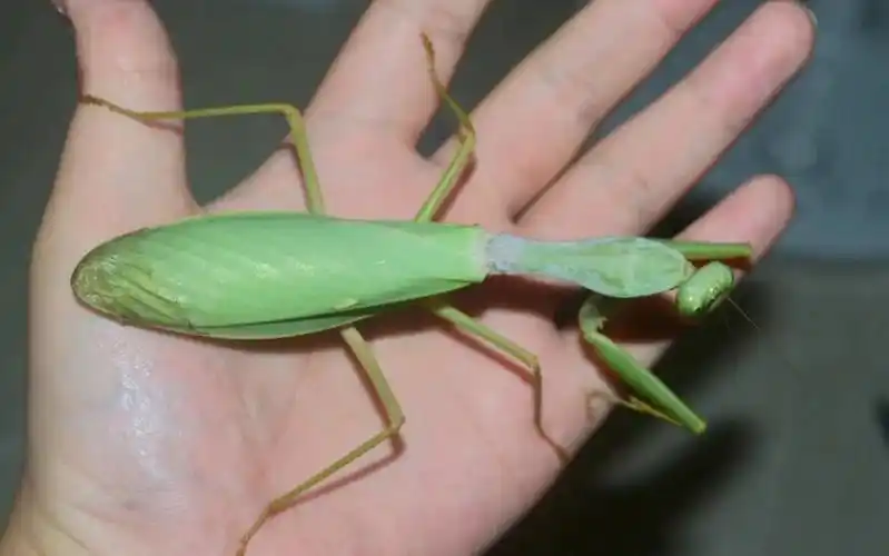 hierodula sp. chiang mai泰国巨型清迈斧螳