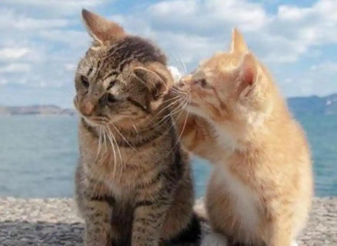 说悄悄话[左捂脸]