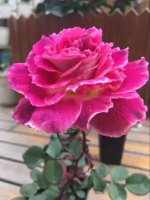 轩花物语 凯瑟琳 (kathryn) 月季 英国 花色多变