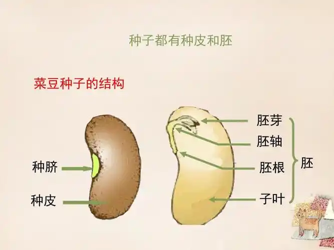 种子都有种皮和胚 菜豆种子的结构 胚芽 胚轴 胚 种脐 种皮 胚根 子叶