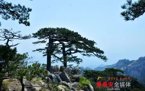 彩墨流韵露岱宗,松涛阵阵闻天籁 - 政在进行 - 中华泰山网_泰安新闻