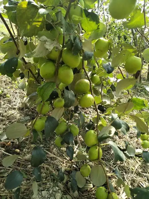 新田园新享受,龙口开心田野公园青枣成熟了,约上三五知己自游自摘
