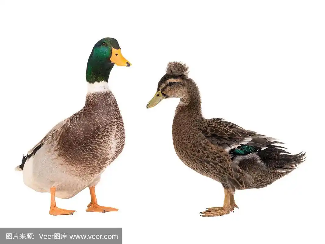 公棕鸭和母鸭孤立在白色
