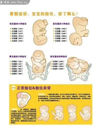 婴儿胎位图片素材 腹中胎儿图片