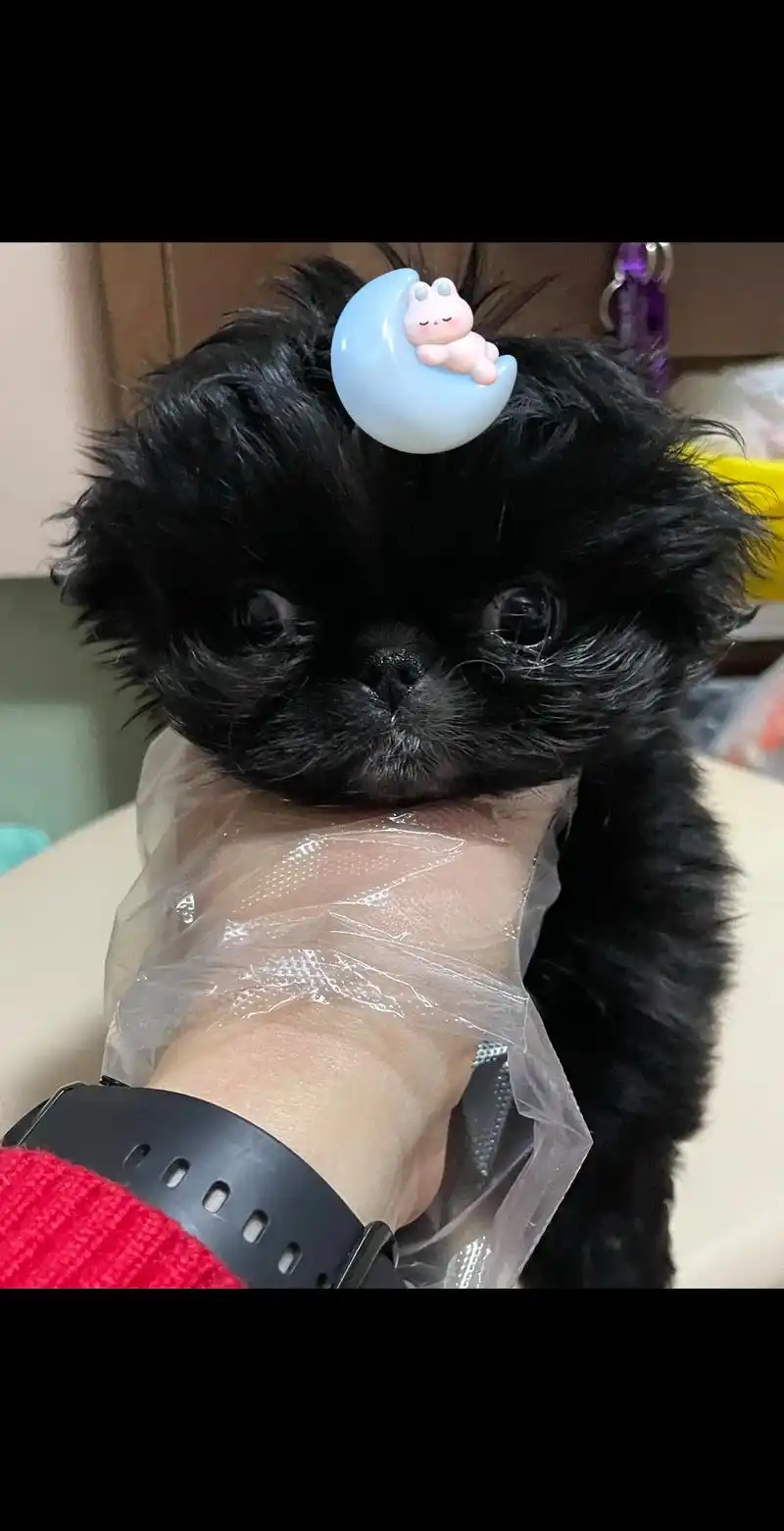 黑色京巴狗.#萌宠京巴 #养狗就是用来玩的 #萌到爆炸了99 - 抖音