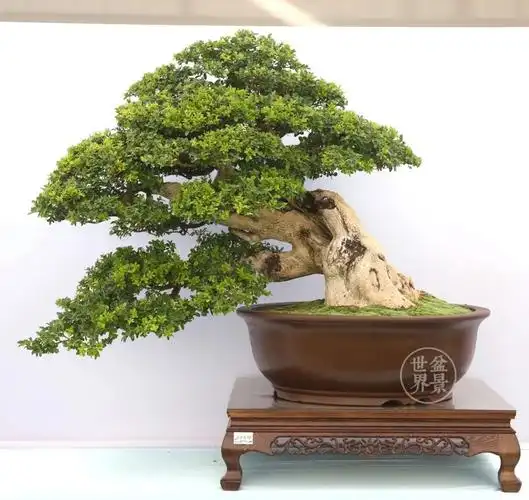 黄杨盆景最新力作