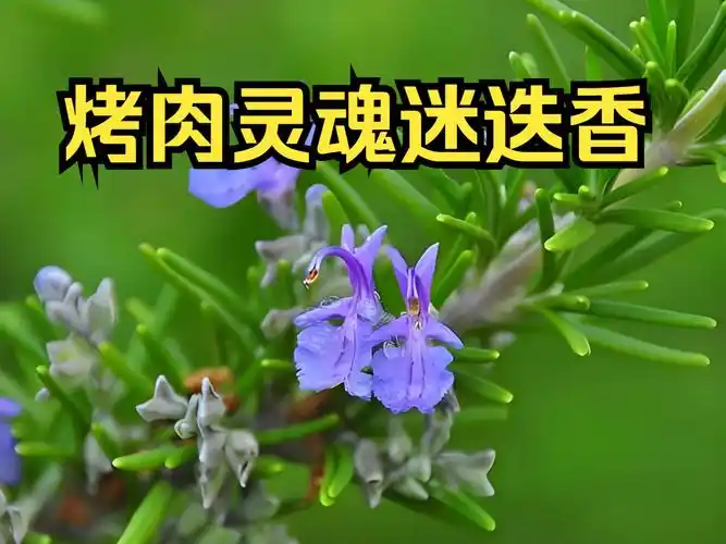 迷迭香是考试神器能增强记忆力?迷迭香的历史人文