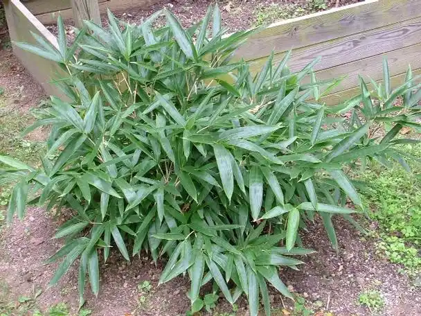 p>箬叶竹(学名: i>indocalamus longiauritus /i> hand.-mazz.