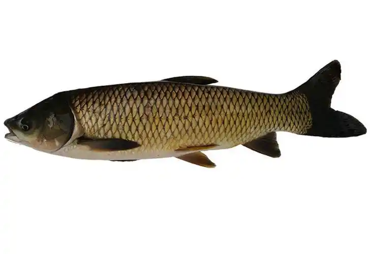 草鱼微山湖正宗厚子鱼青黑鱼鲜活大鱼现捕现杀淡水鱼