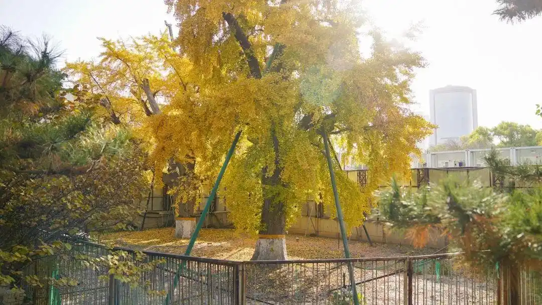中国国家图书馆古银杏——讲述古树故事 让北京古树活起来