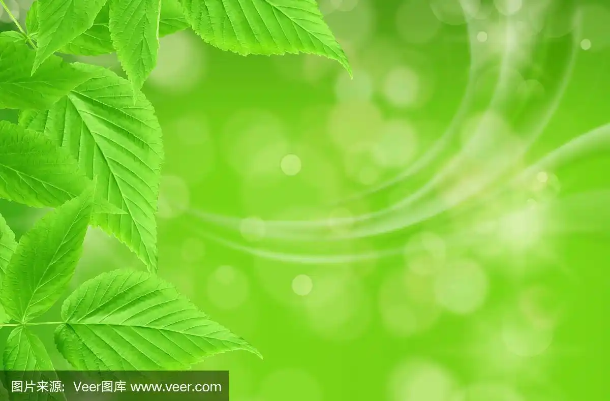 叶子,绿色,前景聚焦,浅的,水平画幅